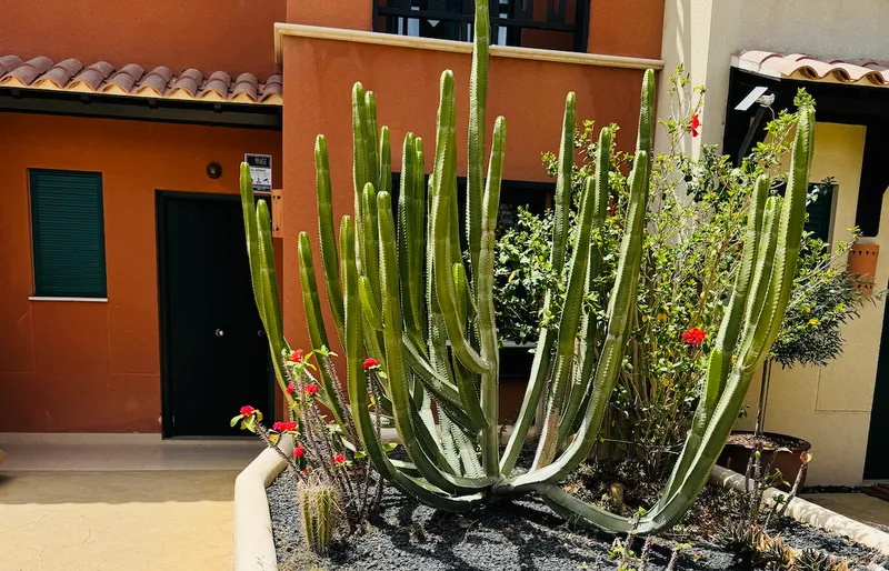 Aankomst / ingang take it EaSea-image