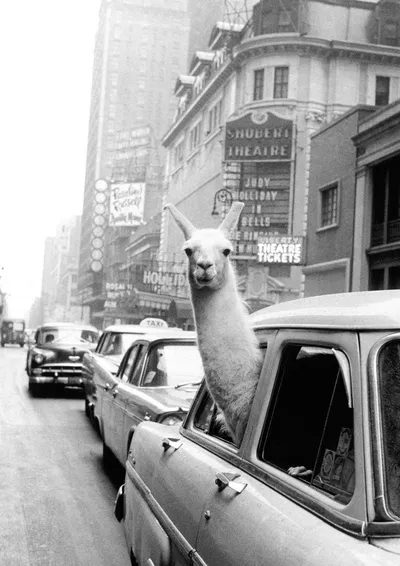 TAXI, OV, ROUTE BEGELEIDING-image