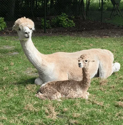 Activiteiten in Zeeland-image