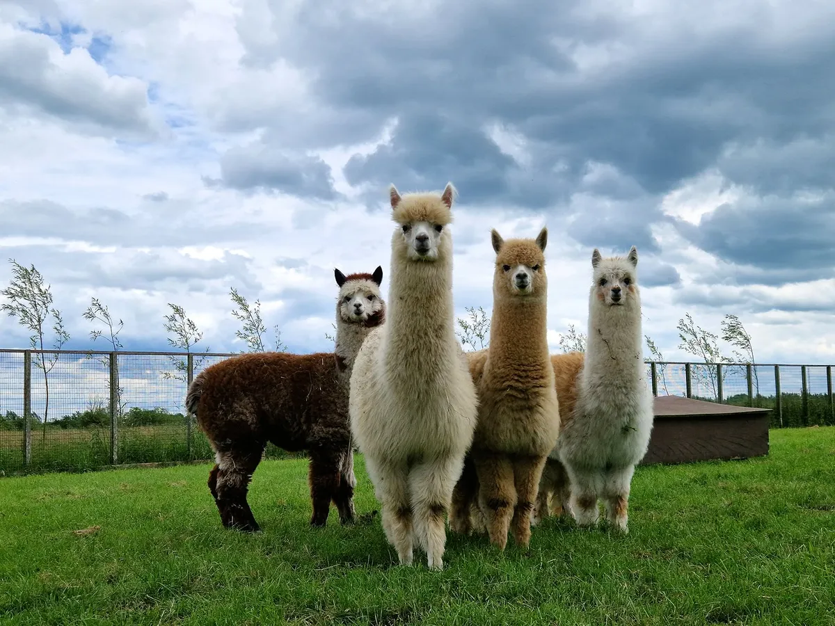 Dieren kijken bij Hogendoorn-image