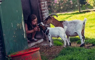 Ontdek de dieren-image