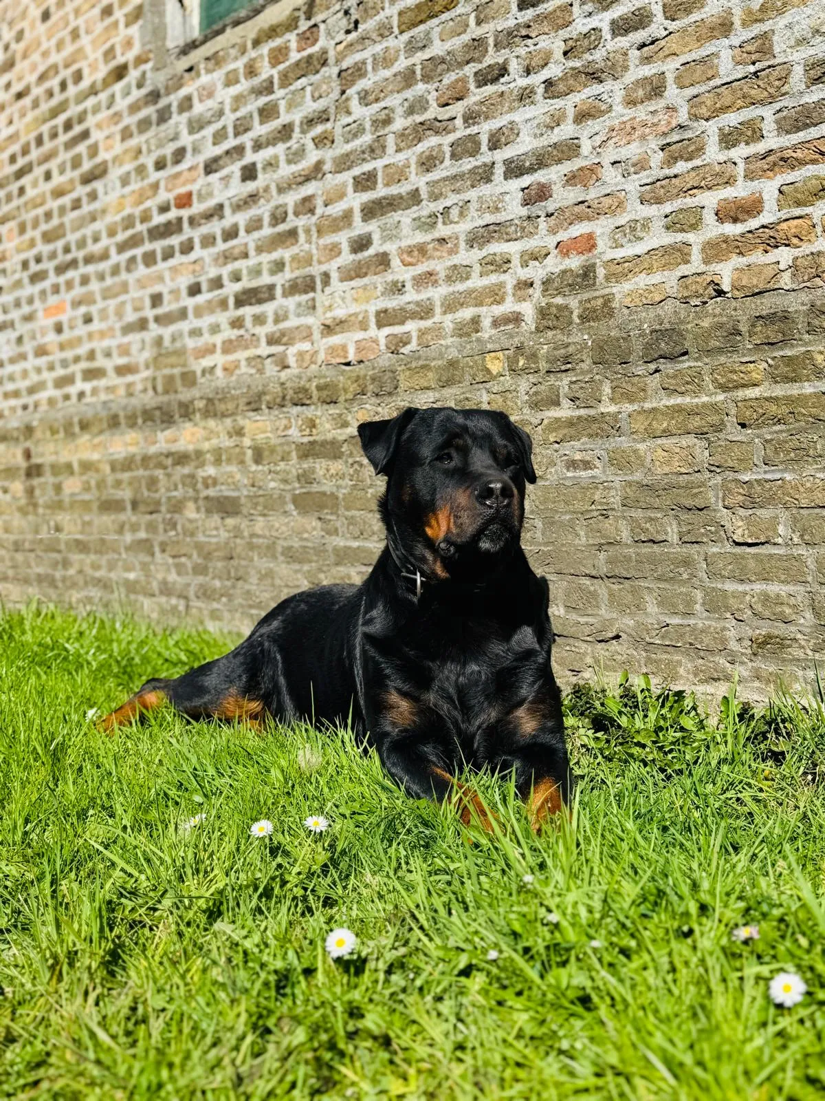 Ontdek de dieren-image