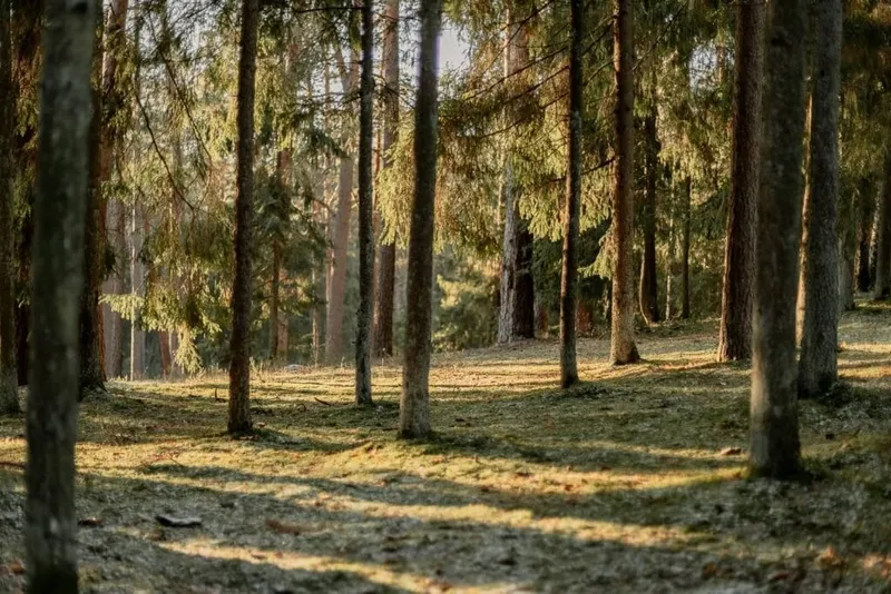 Het Grote Woud van Anlier-image