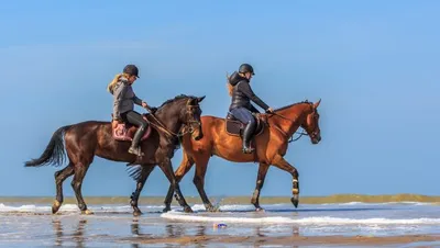 Paard achterop-image