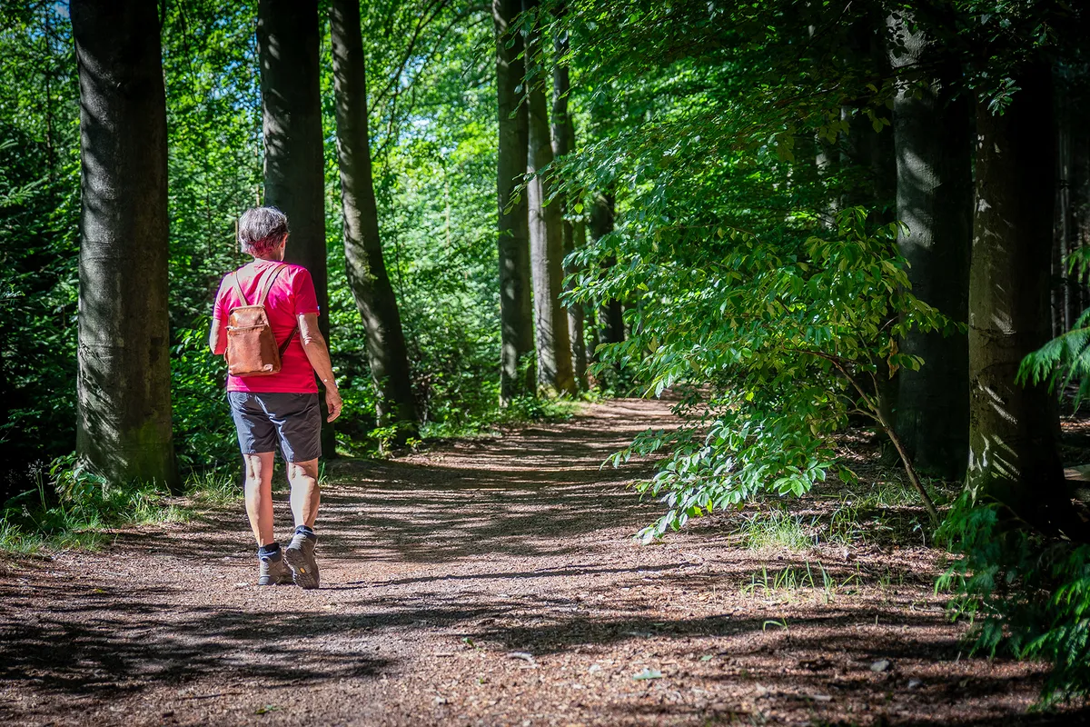 Wandelroutes rondom Hilvarenbeek-image