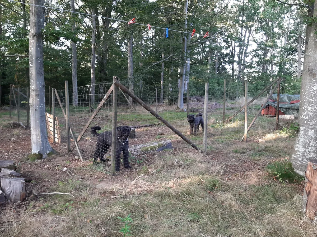 Honden - hondenren-image