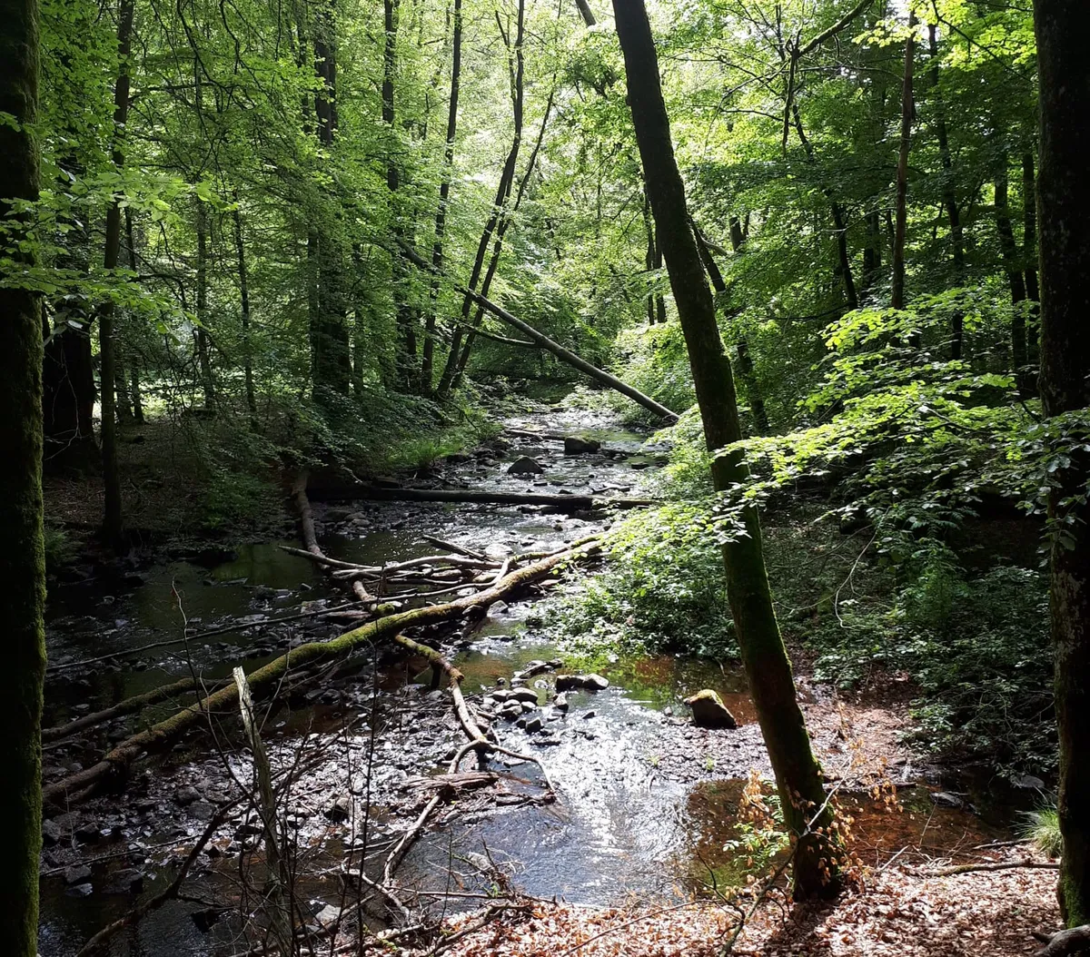 Wandelen-image