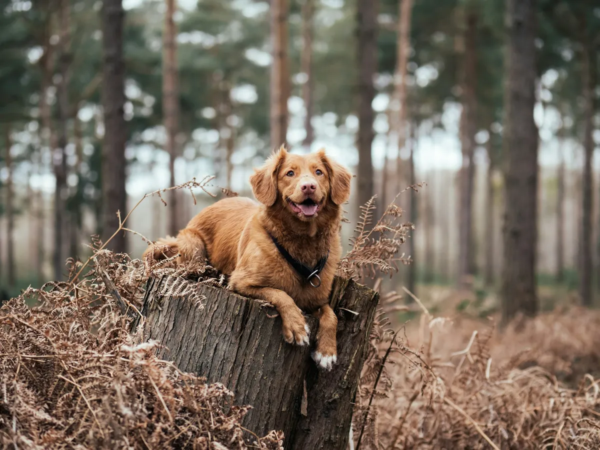 Op stap met je hond-image
