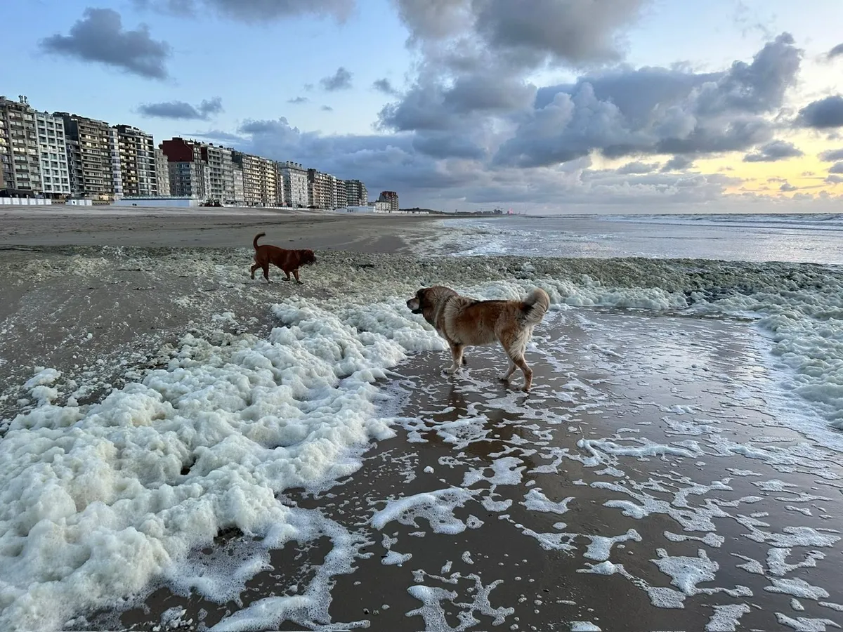 Huisdieren-image