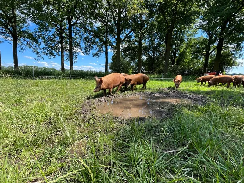 Omgeving Aarle-Rixtel-image