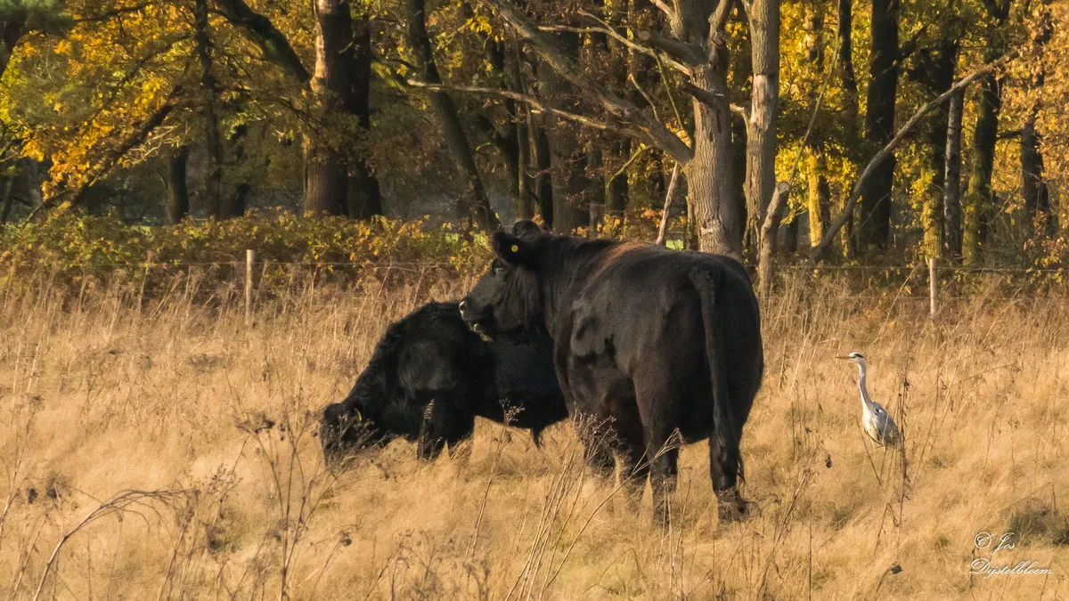 Wandelroutes naar restaurants-image