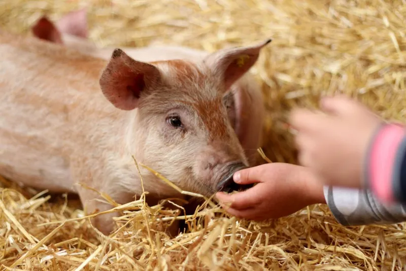         Activiteiten PorcusCampus-image