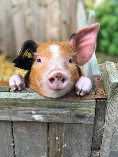 Varkensrassen PorcusCampus-image