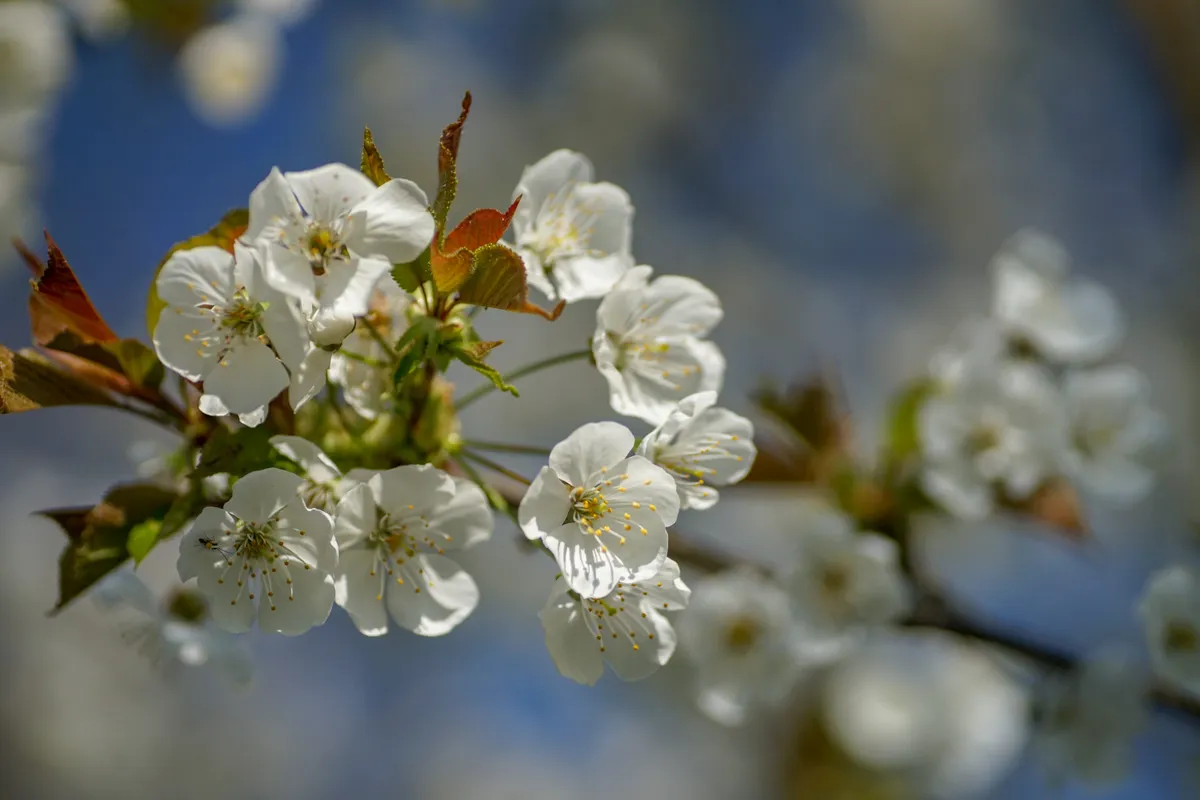Medische noodgevallen -image
