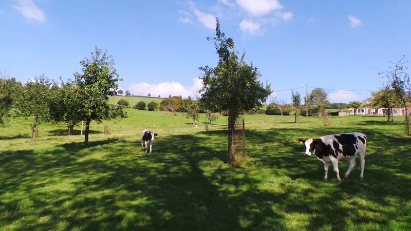 Weersvoorspelling-image