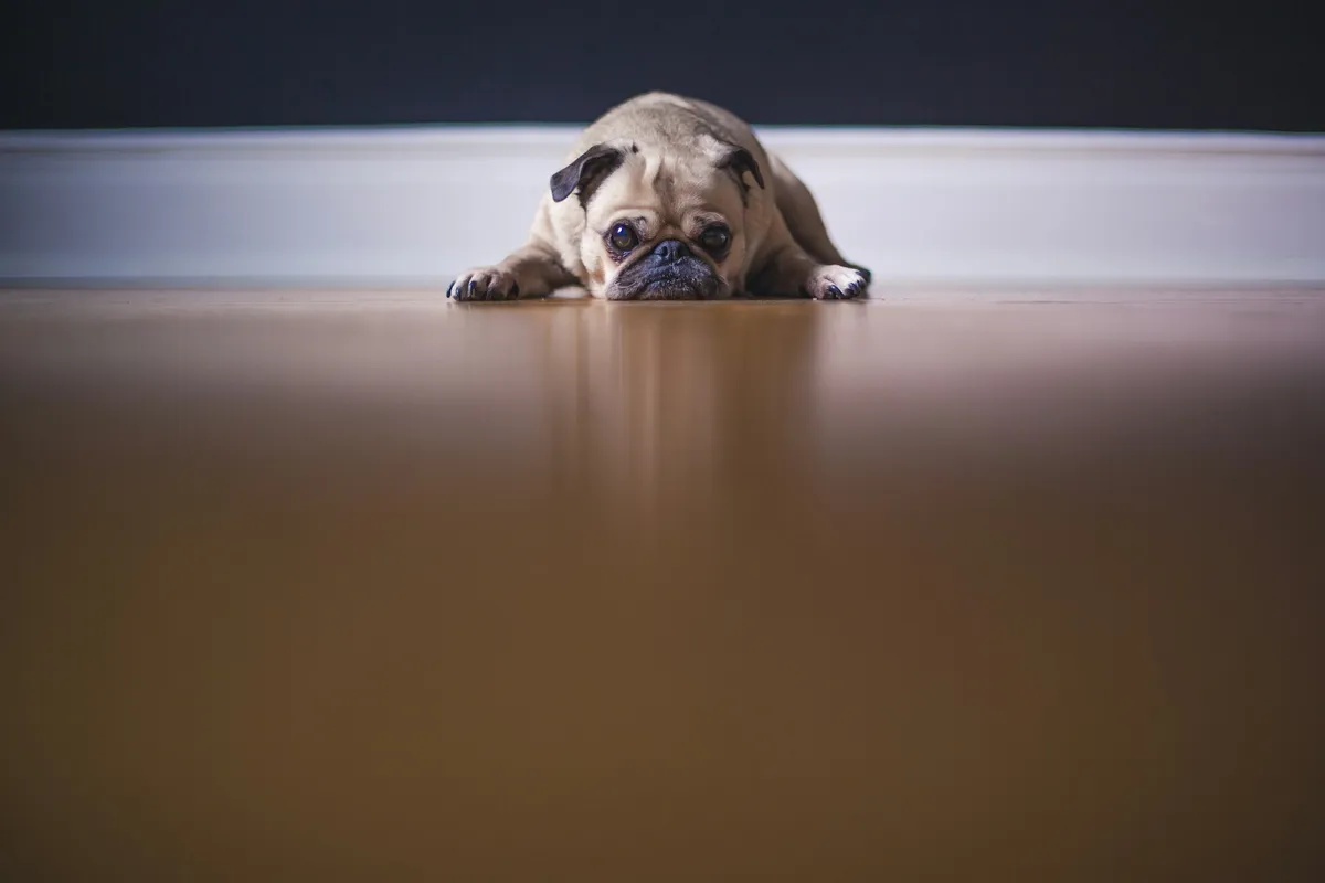 Met de hond-image
