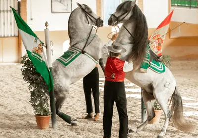 Paard en Flamenco show in Málaga-image