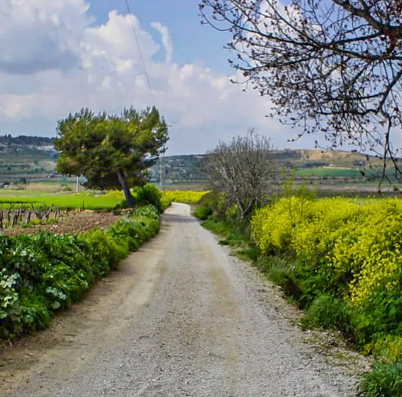 Wijngaarden van de Penedès-image