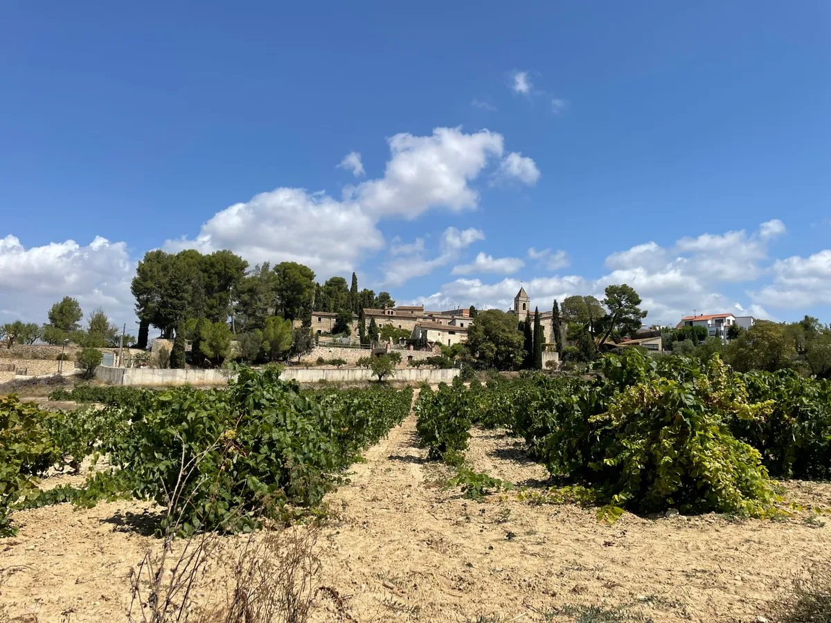 Wijngaarden van de Penedès-image