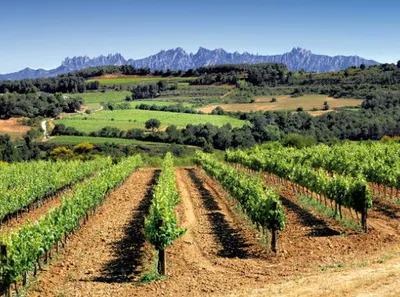 Wijngaarden van de Penedès | Rijping-image