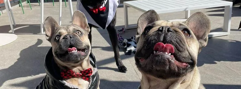 Rosebank Pooch Menu-image