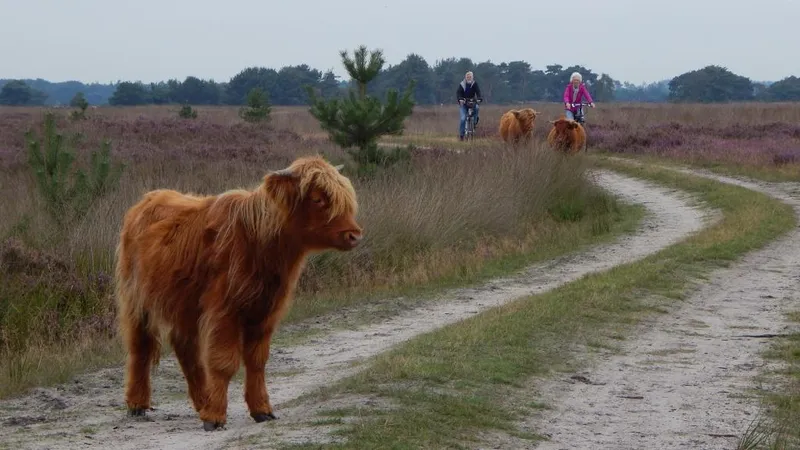Kapellerput Komoot wandelroutes-image