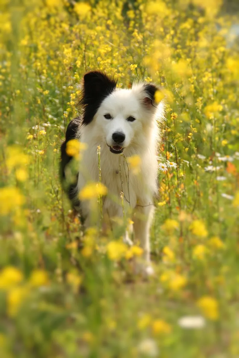 Dieren-image