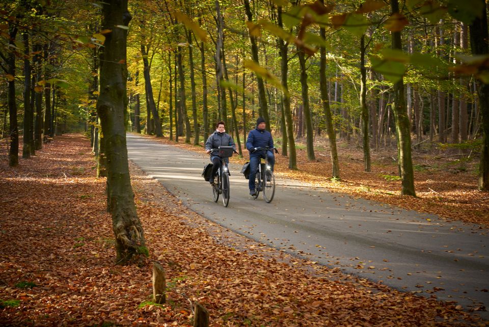 8. Forest Finest - Fietsen en wandelen-image