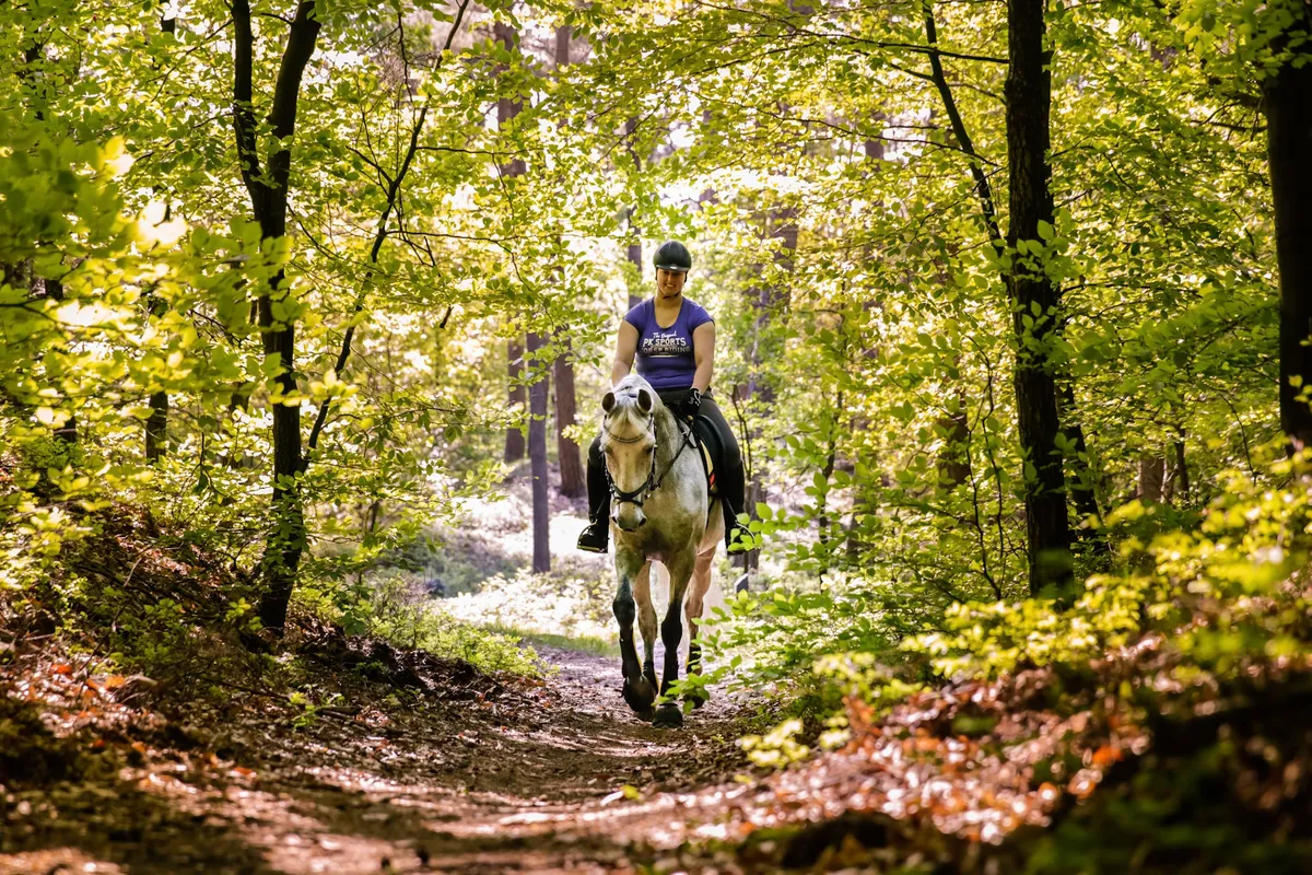    Paardrijden op de Veluwe-image