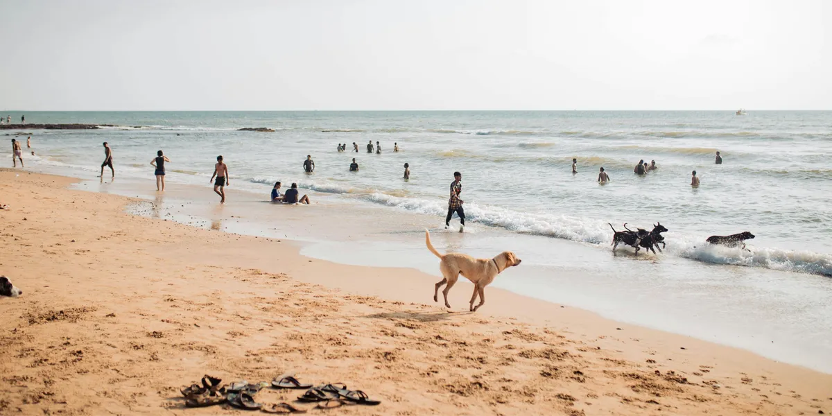 Uitjes met de hond-image