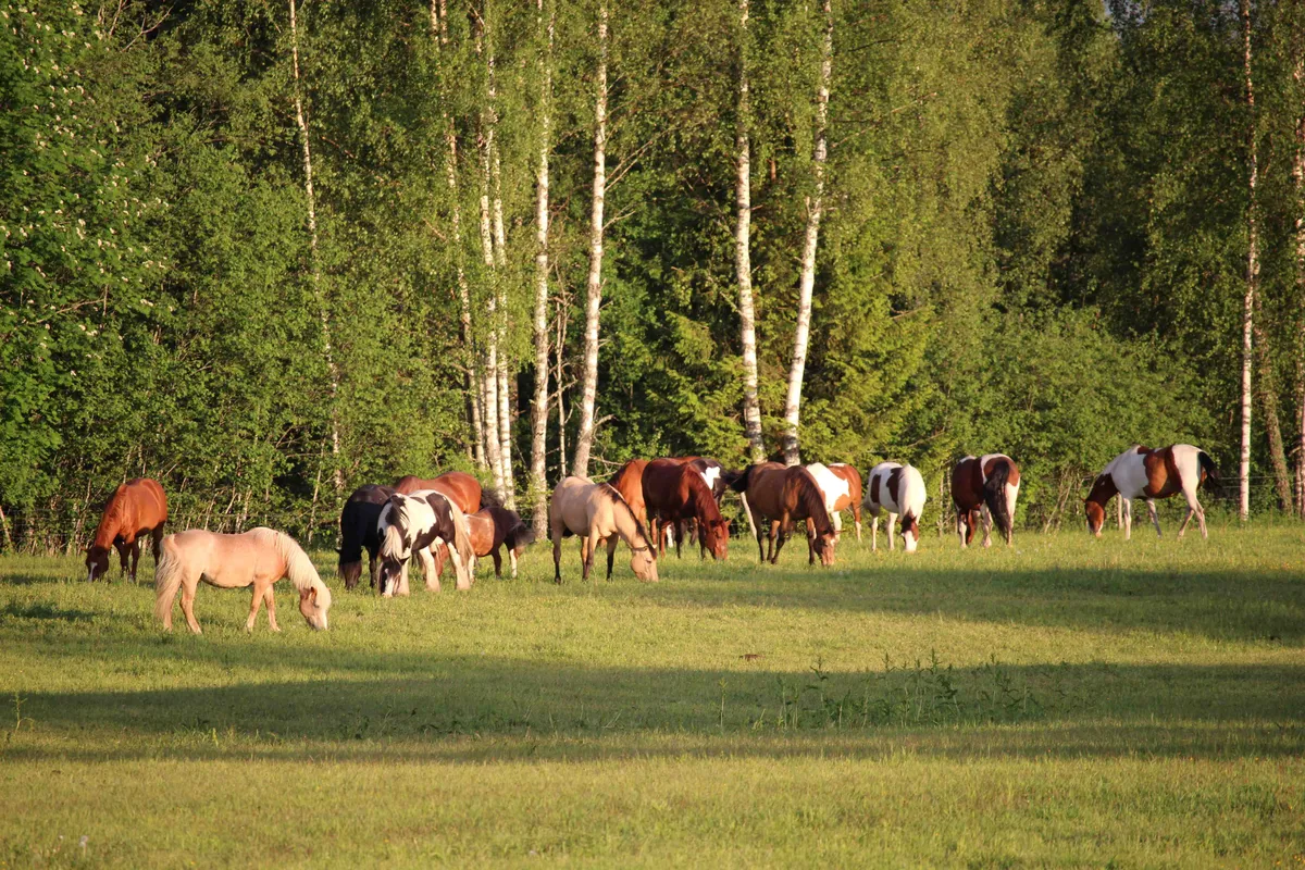 Onze activiteiten-image