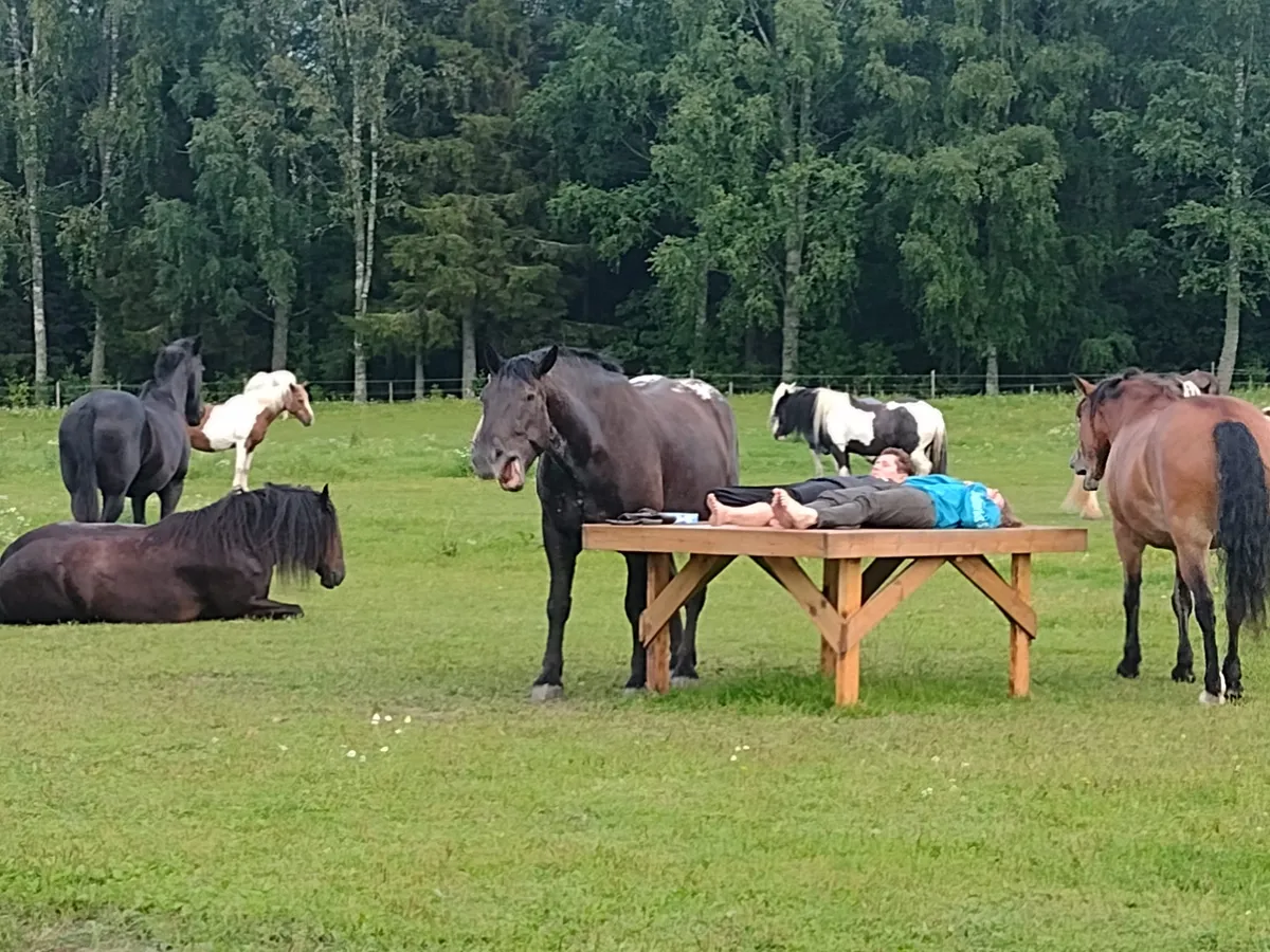 Ontspannen met paarden-image
