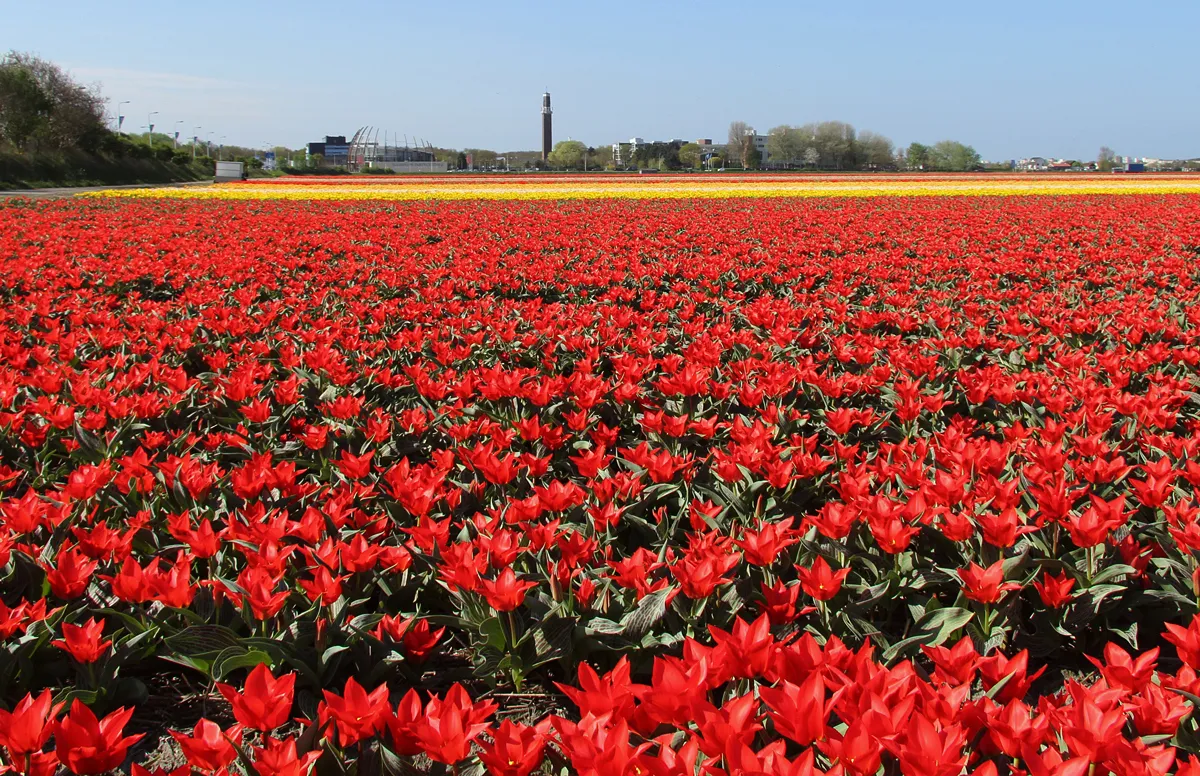 Attracties in de omgeving-image