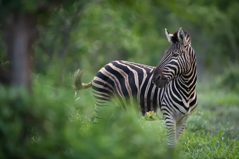 Over Hoedspruit Wildlife Estate-image