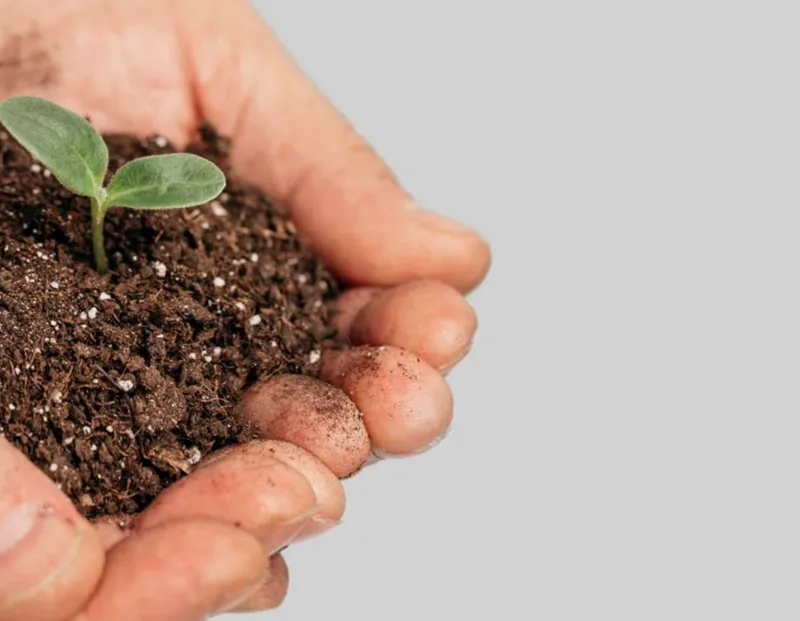 Hotels for Trees-image