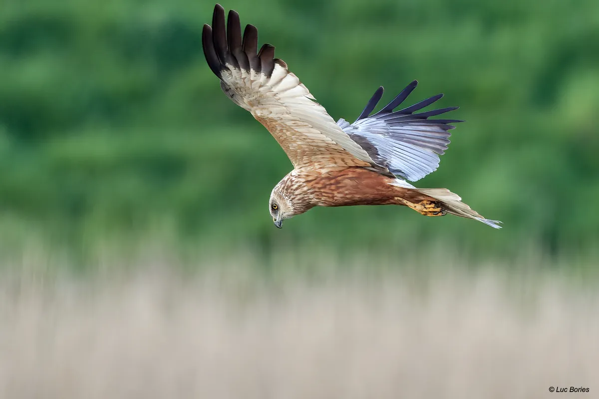 Vogels / dieren spotten-image
