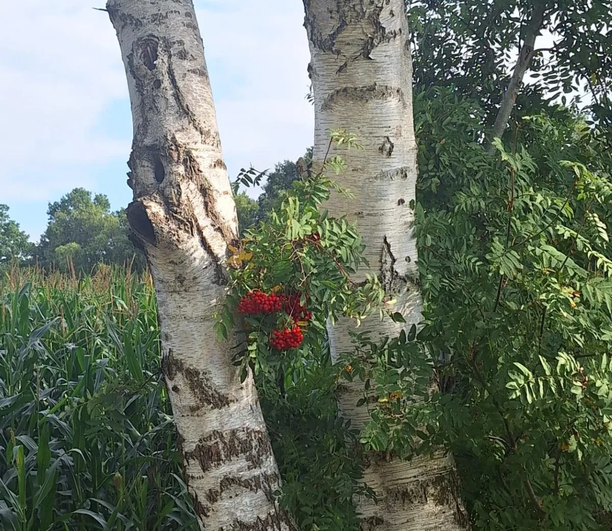 Natuurcoach-image