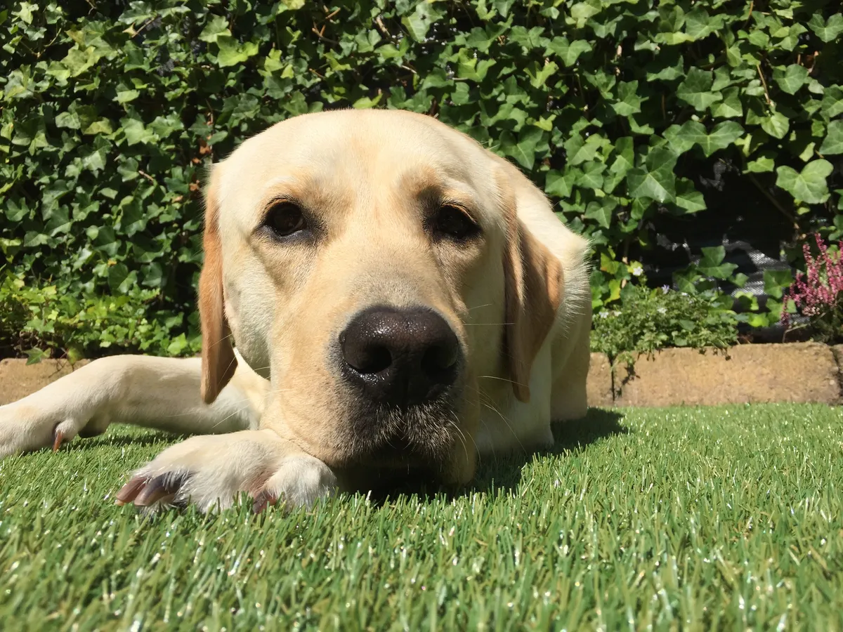Op vakantie met uw hond(en)-image