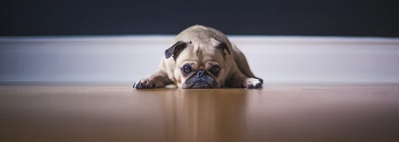  Honden-image