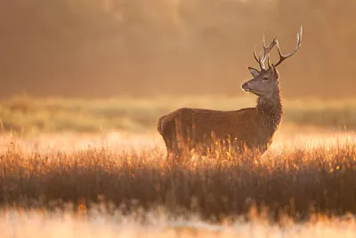 Bezoekerscentrum Veluwezoom-image
