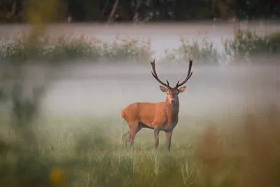 Zwemmen & pontje naar de plassen-image
