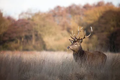 Fietshuren Veluwe actief-image