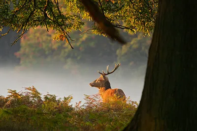 Fietsverhuur & BZC-image