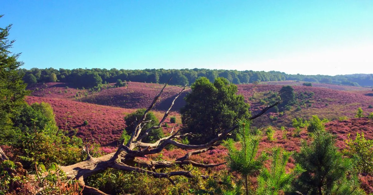 Nationale Parken-image