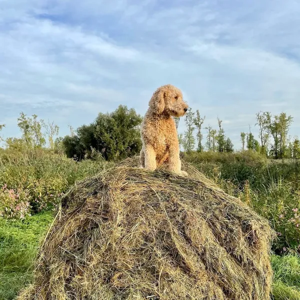 Hond Lizzy