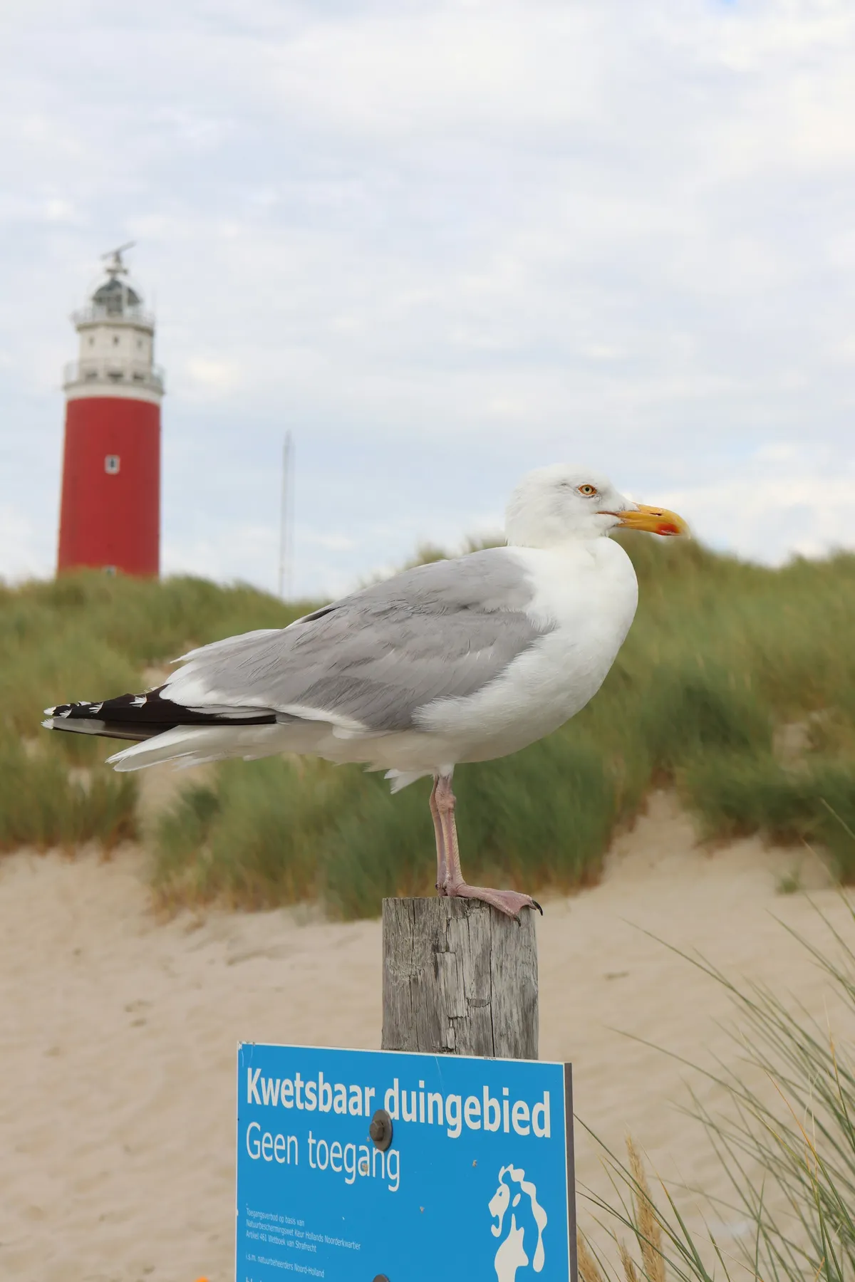 Meeuwen-image