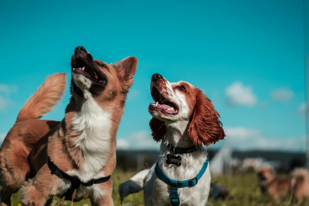 Dieren-image