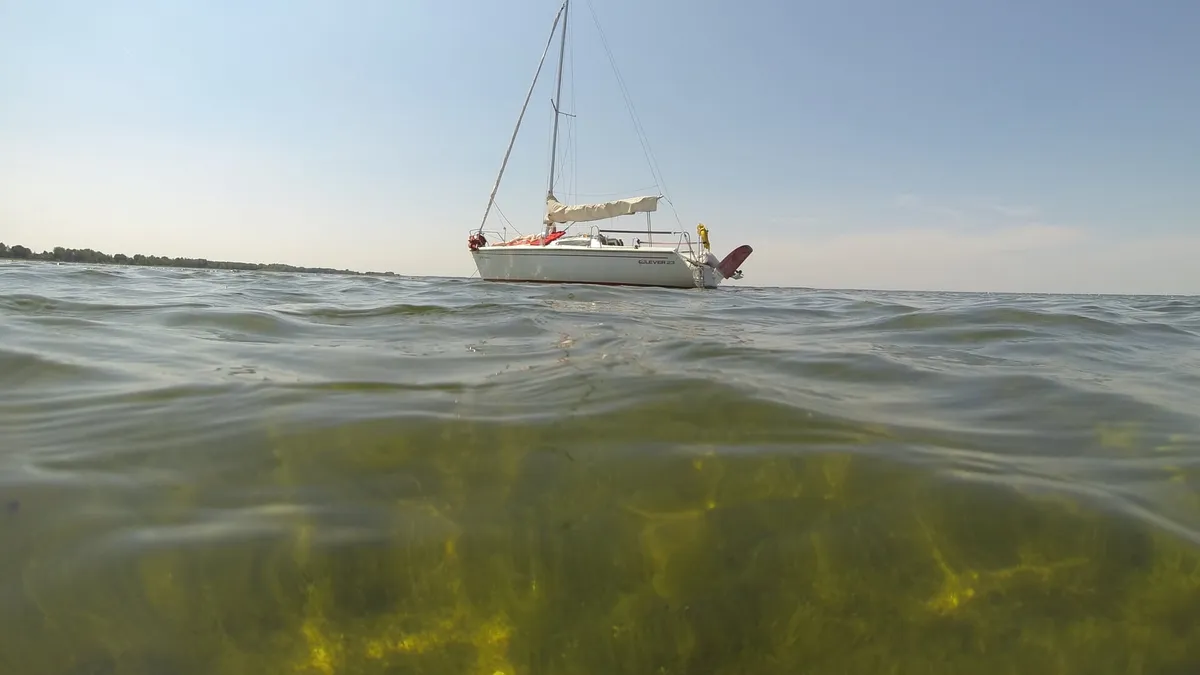 Overlastgevende planten-image