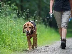 Er op uit met de hond.-image