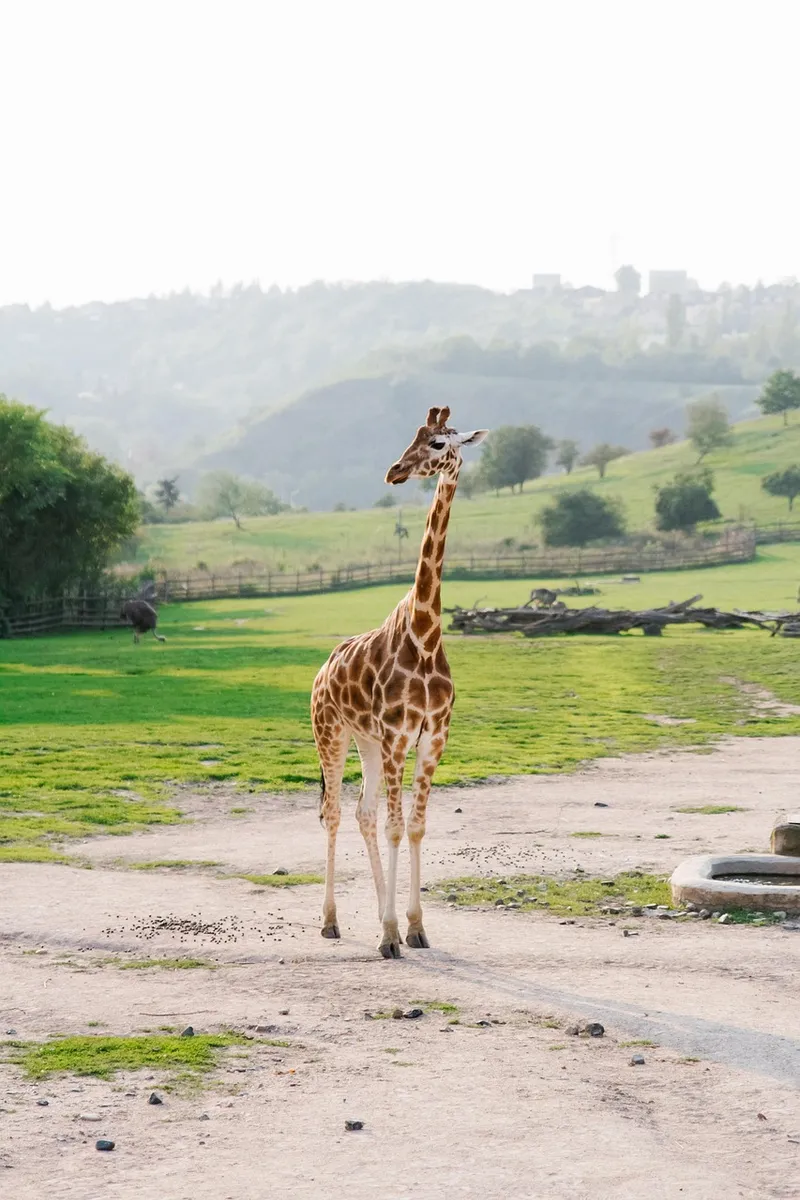 Dierentuin-image